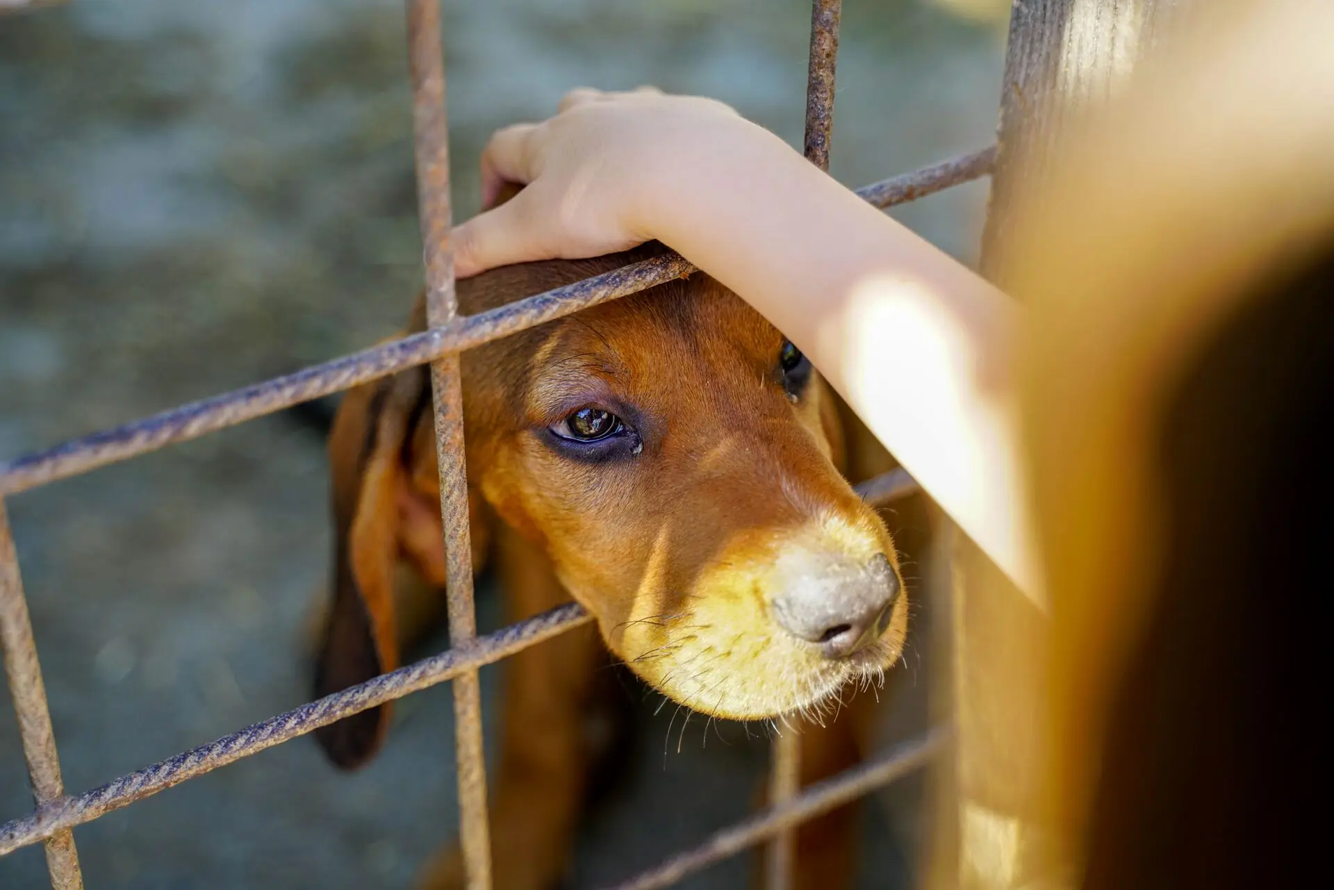 A person reaching through a shelter fence to pet a dog; documentary photograph by Vladimir Srajber